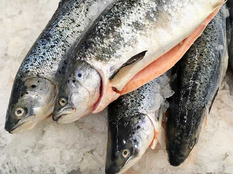 Poisson surgelé Saint-Benoît